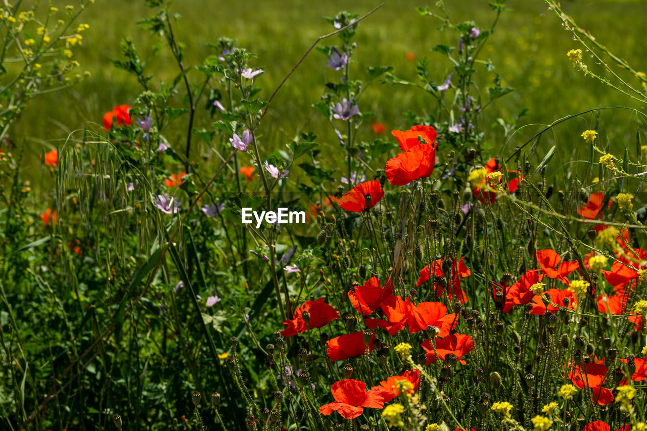 plant, flower, flowering plant, meadow, field, grassland, beauty in nature, grass, prairie, freshness, natural environment, nature, poppy, red, growth, fragility, land, wildflower, no people, green, lawn, day, close-up, outdoors, petal, environment, flower head, sunlight, landscape, inflorescence, tranquility, botany, plain