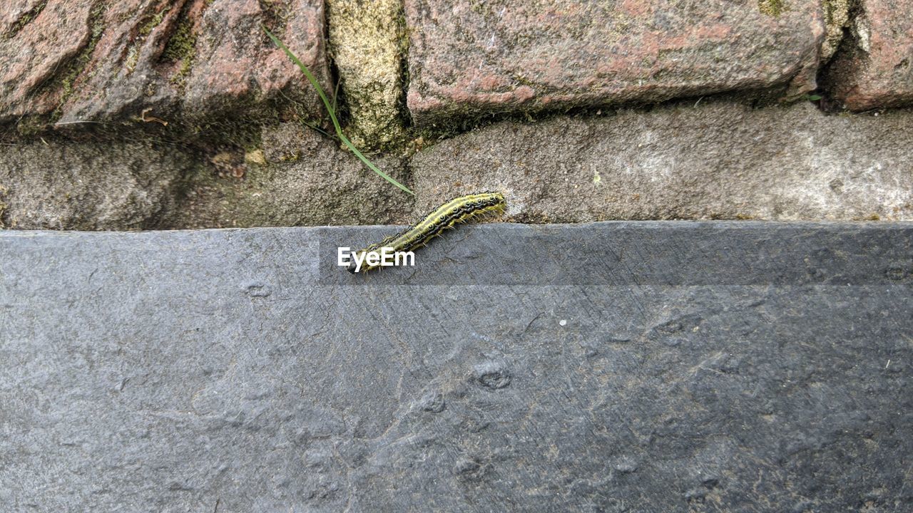 LIZARD ON ROCK