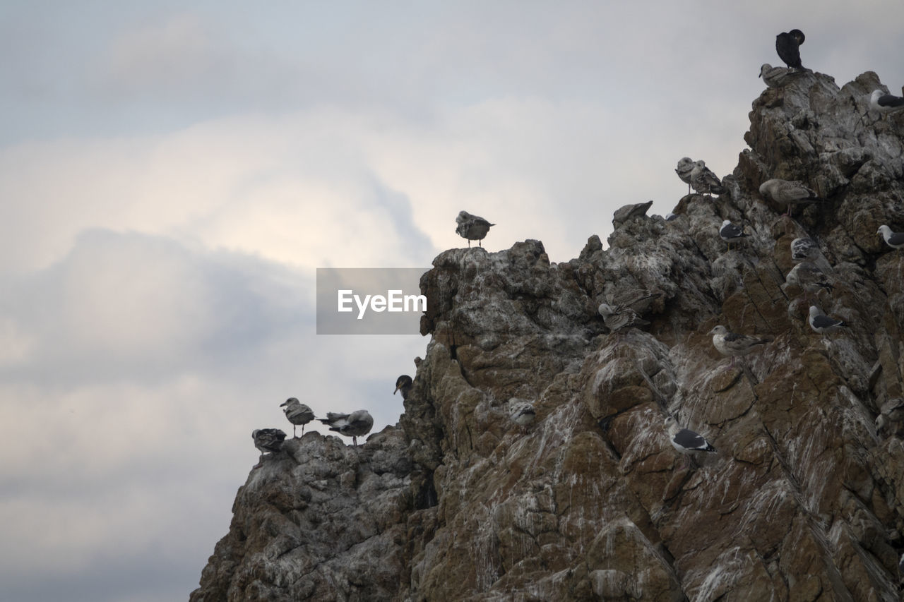 Bird perching on rock against sky