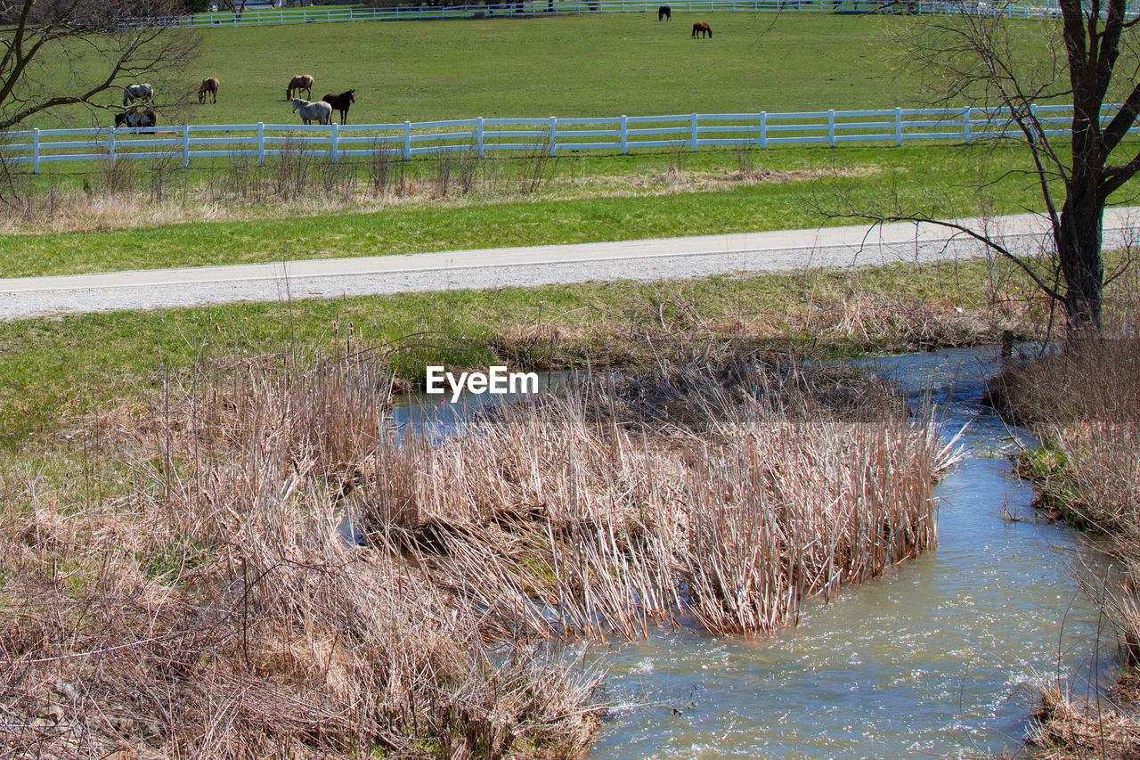 DUCKS IN WATER