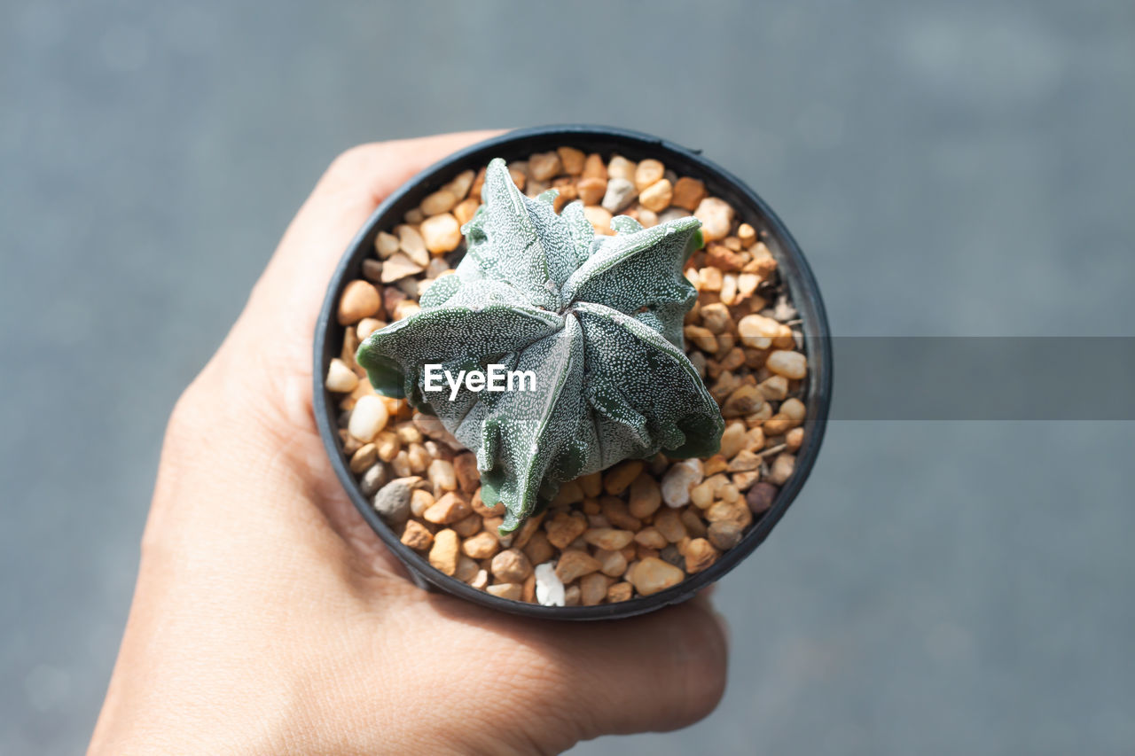 Close-up of person holding potted cactus