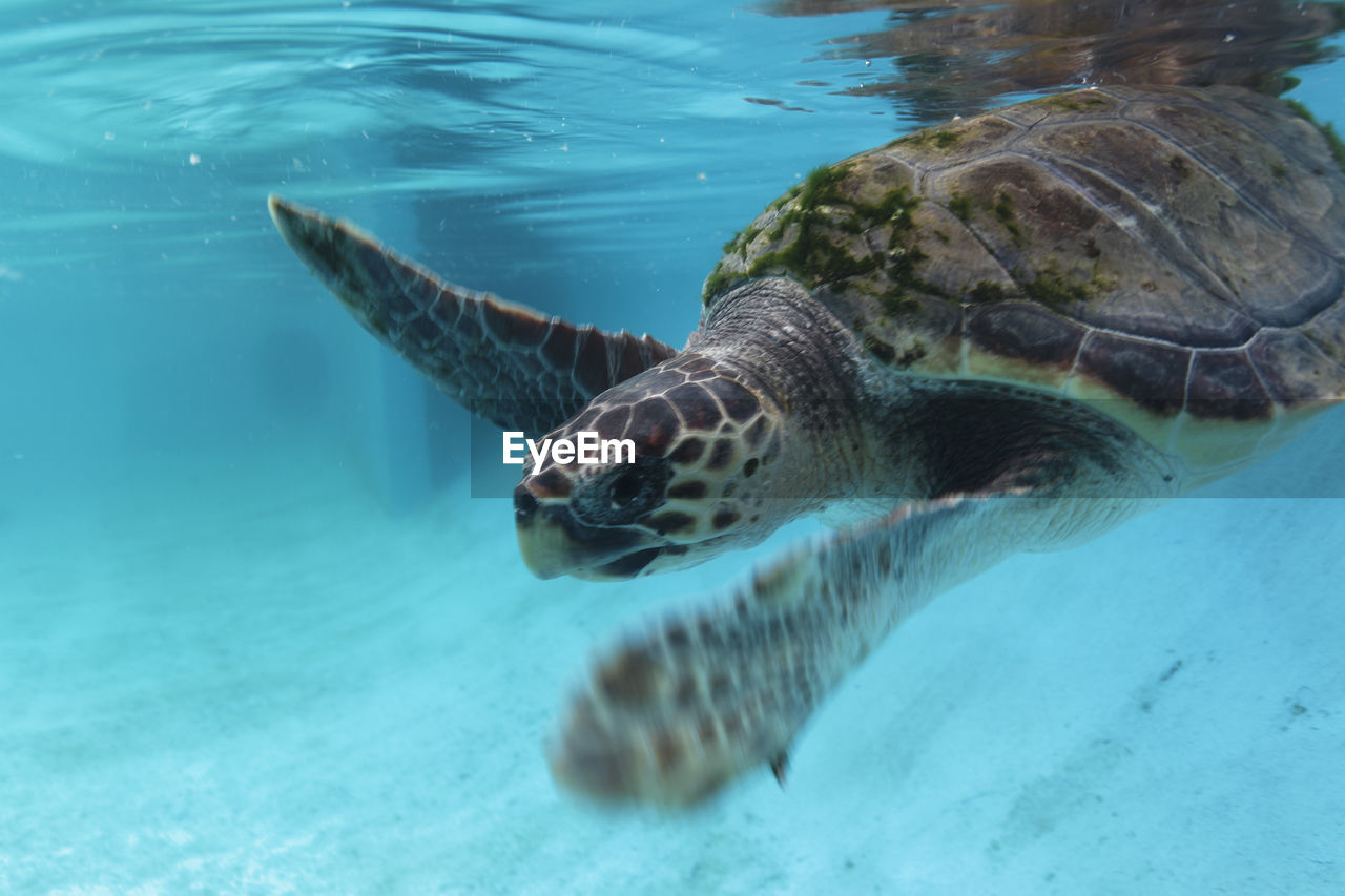 The loggerhead sea turtle from brijuni national park