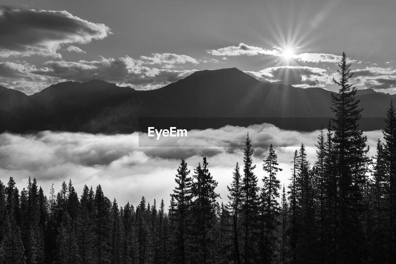 Scenic view of forest against sky