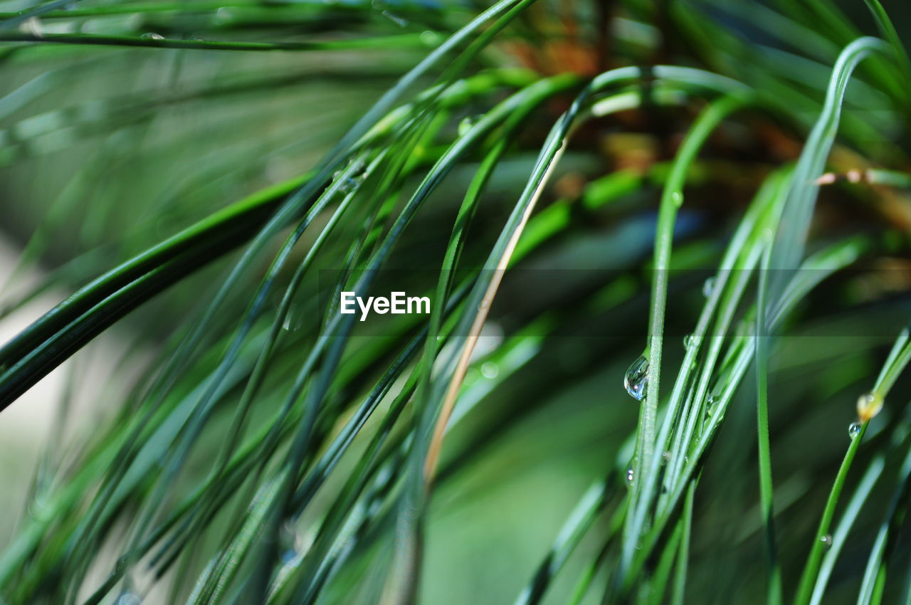 Close-up of grass against blurred background