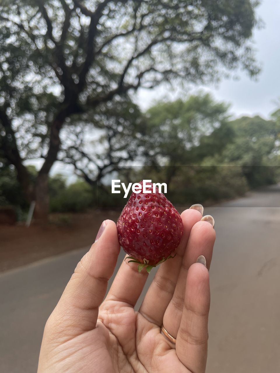 hand, one person, holding, tree, food and drink, food, plant, flower, fruit, day, nature, freshness, berry, healthy eating, focus on foreground, adult, red, outdoors, lifestyles, wellbeing, strawberry, close-up, finger, leaf, women, produce