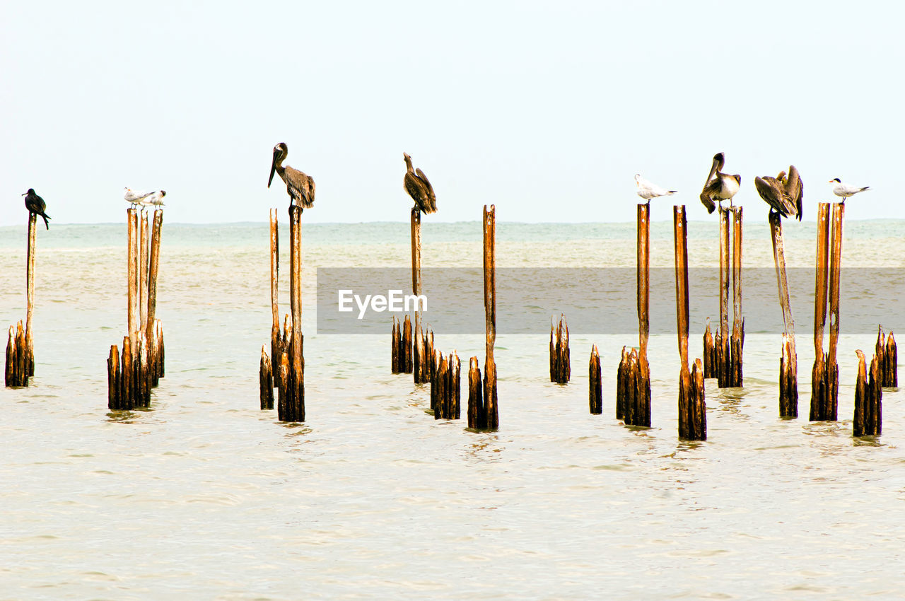 WOODEN POSTS BY SEA AGAINST SKY