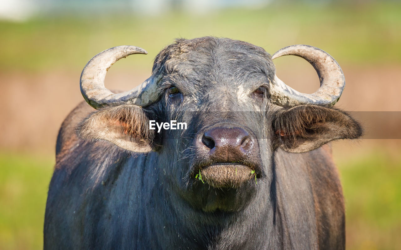 Close-up of water buffalo outdoors