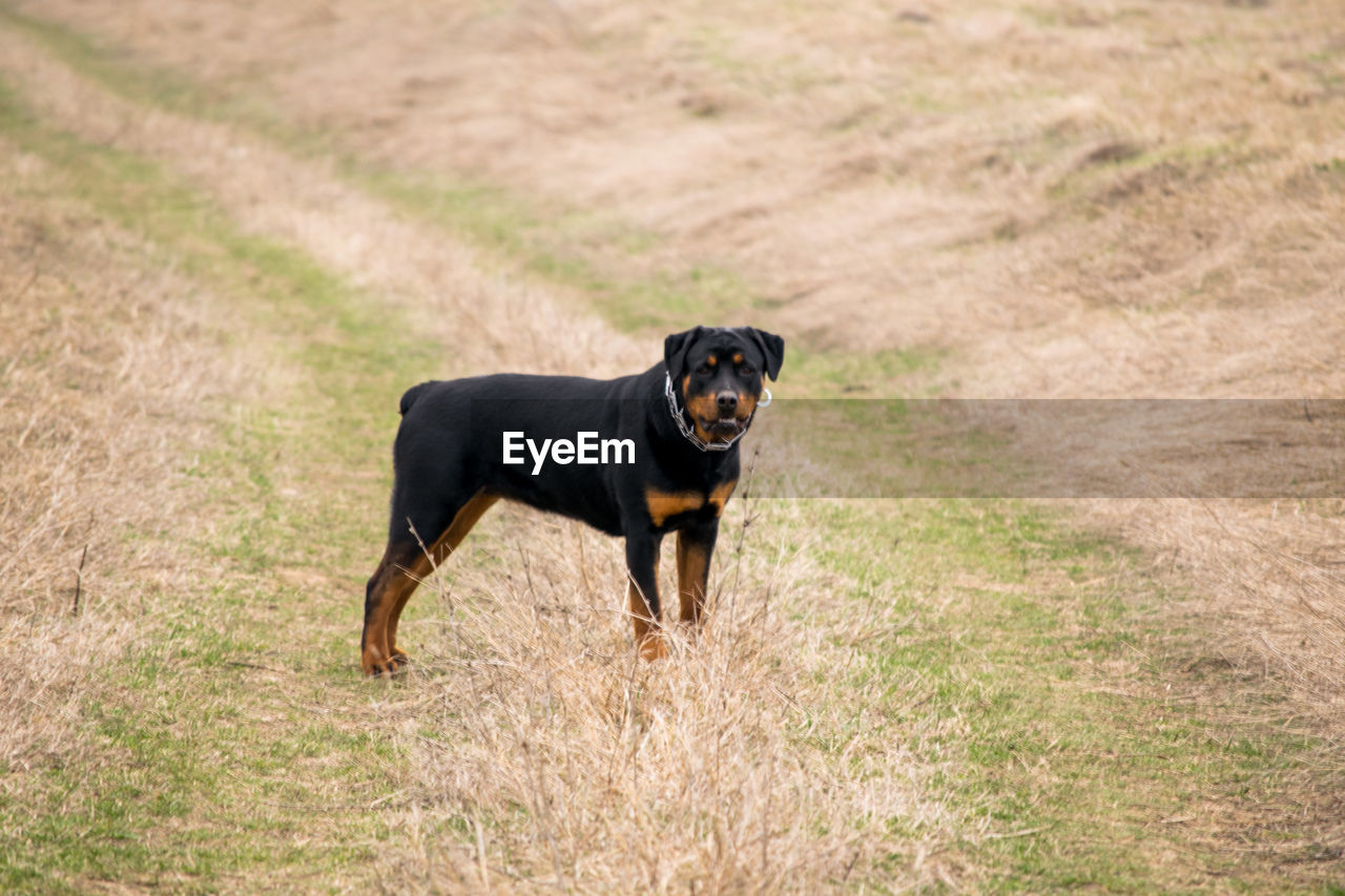 BLACK DOG RUNNING IN GRASS