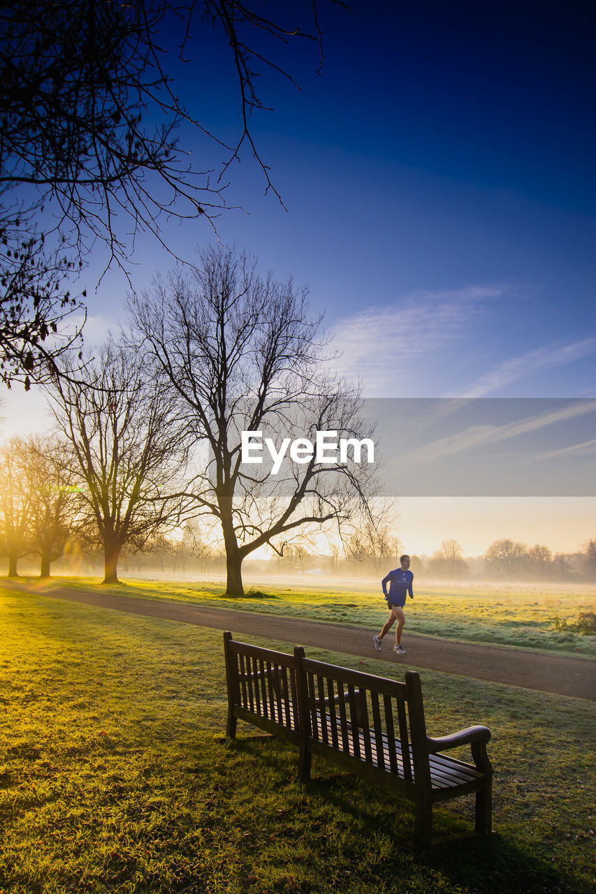 TREES ON GRASSY FIELD