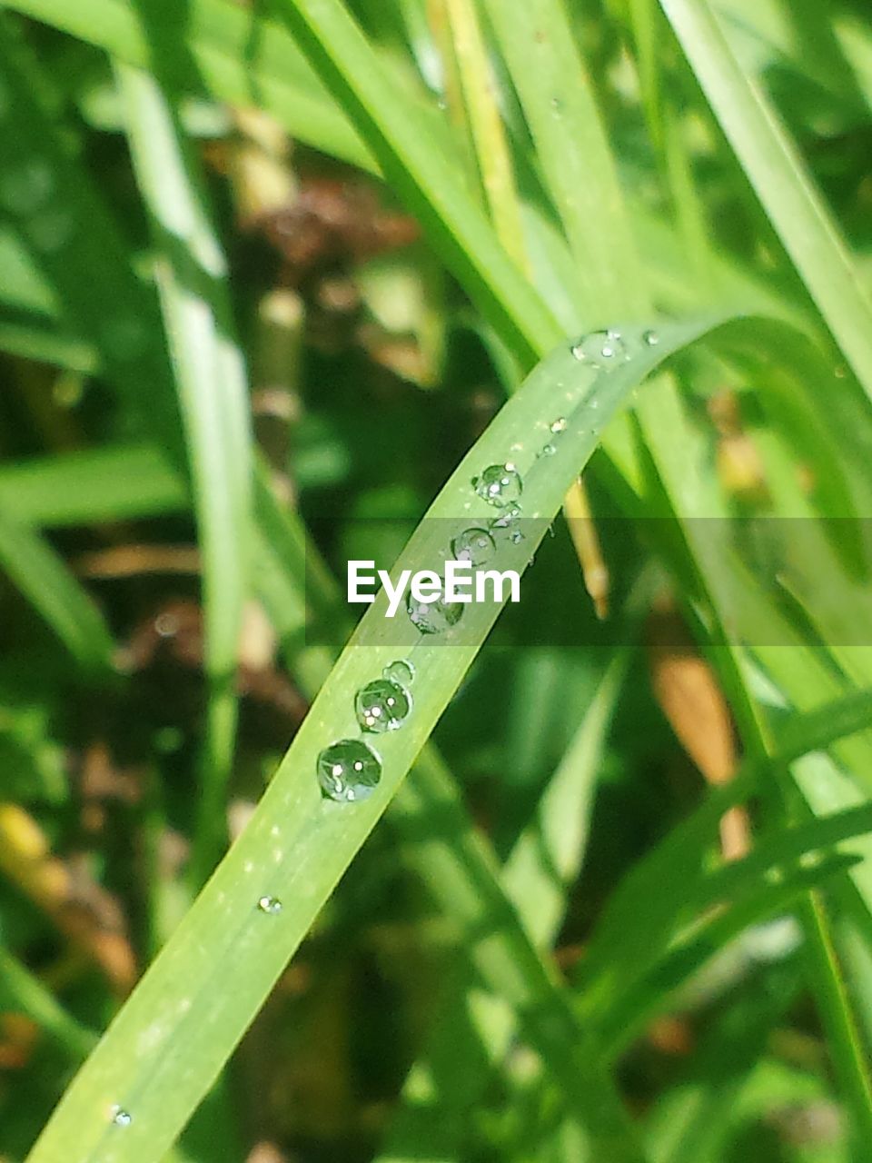 WATER DROPS ON LEAF