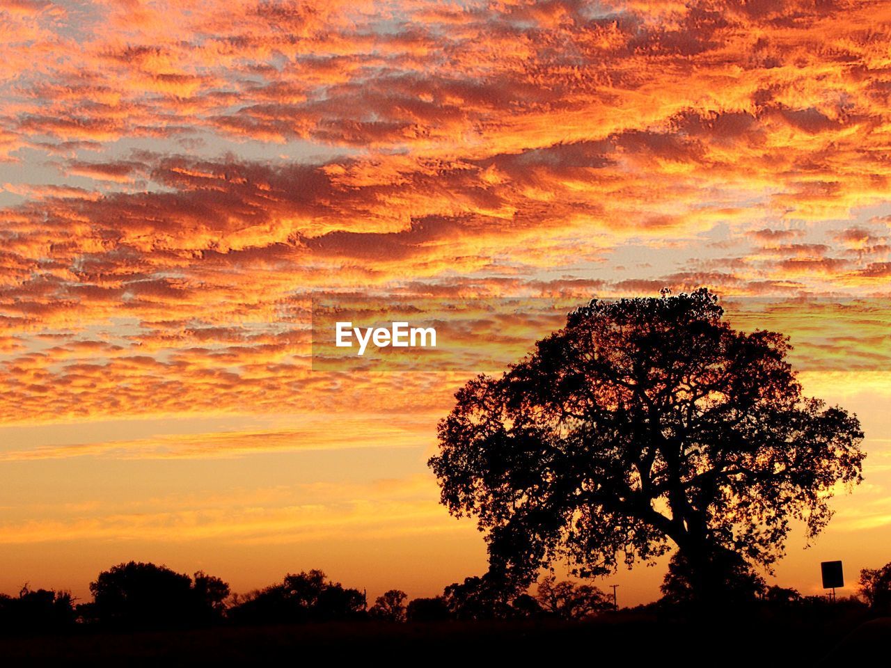 SILHOUETTE TREE AGAINST ORANGE SKY