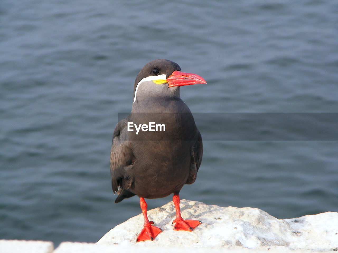 Close-up of inca tern perching on rock against sea