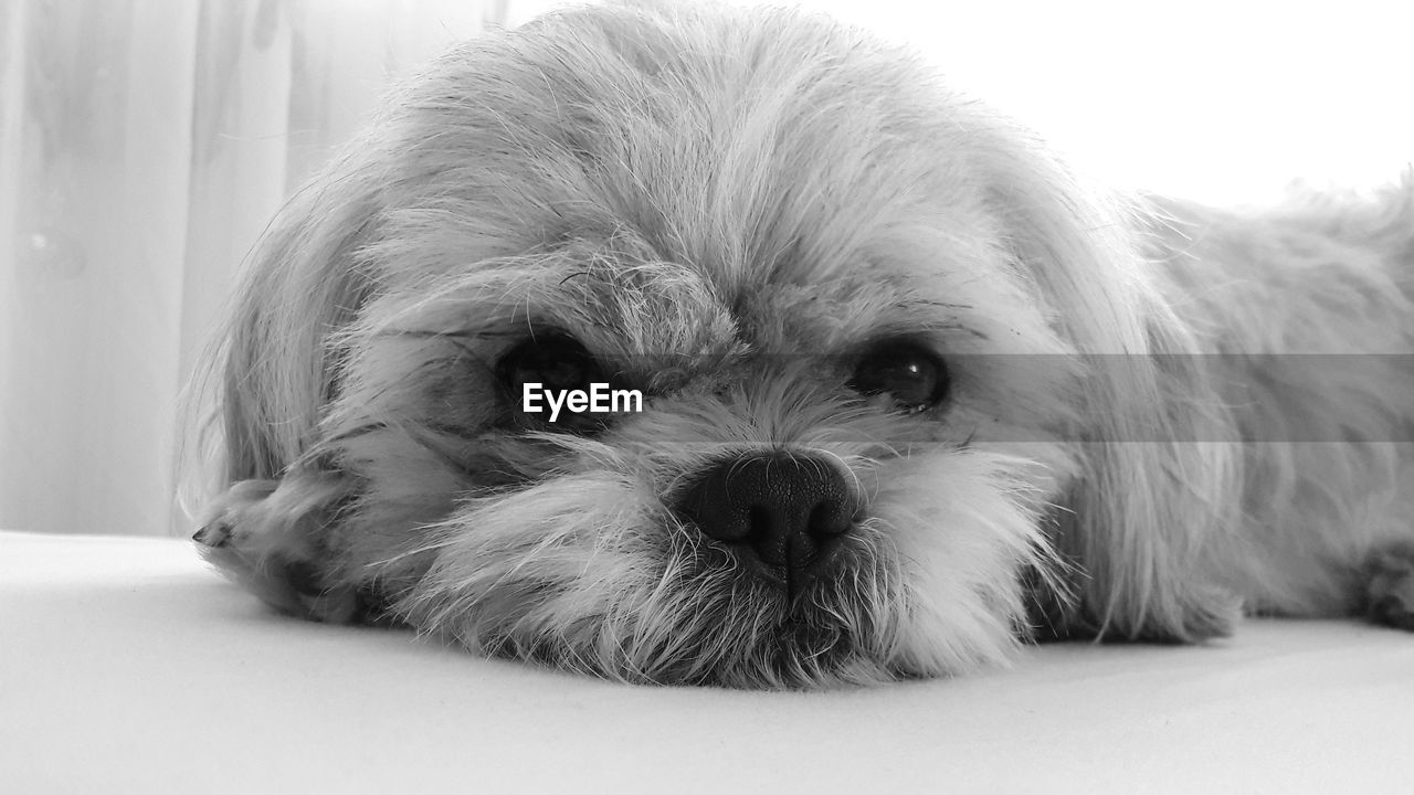 CLOSE-UP PORTRAIT OF DOG LYING DOWN ON FLOOR