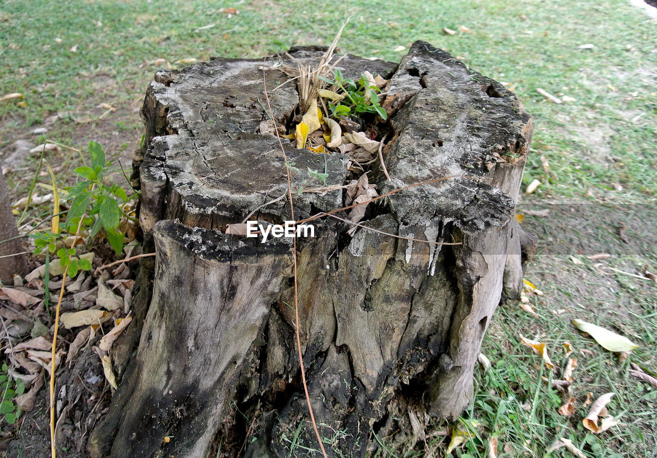 HIGH ANGLE VIEW OF TREE TRUNK ON FIELD