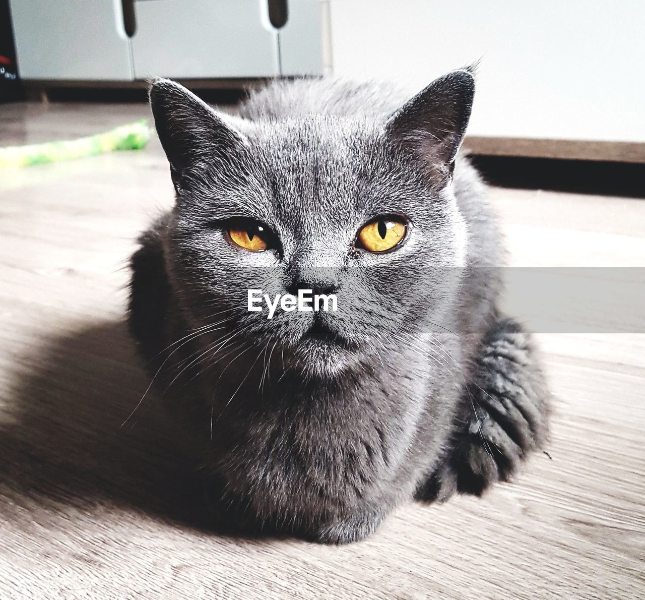 Close-up portrait of cat on hardwood floor