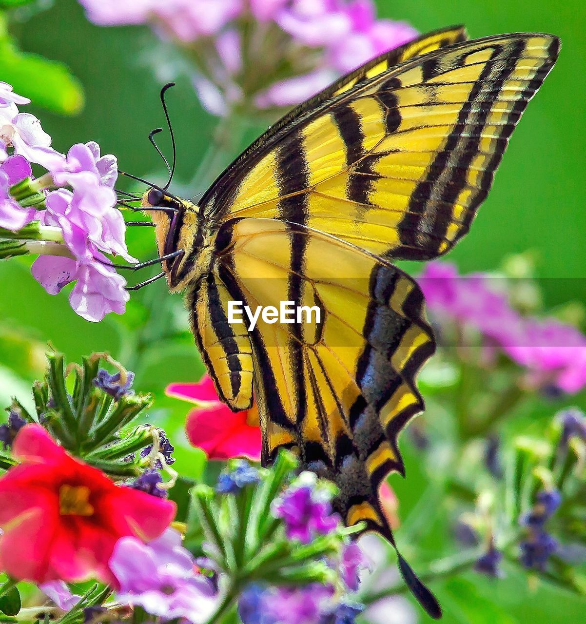 CLOSE-UP OF BUTTERFLY ON PINK FLOWER