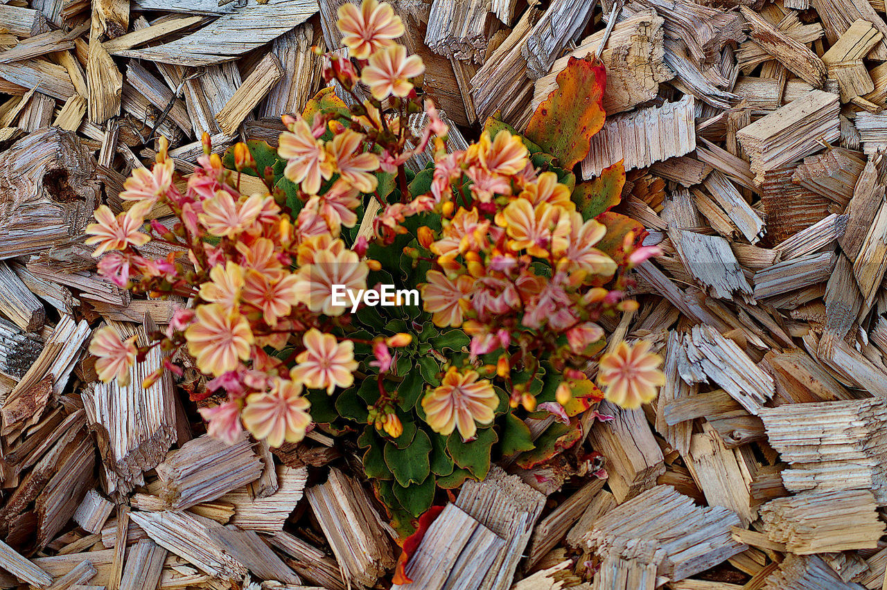 HIGH ANGLE VIEW OF FLOWERING PLANTS ON WOODEN WALL