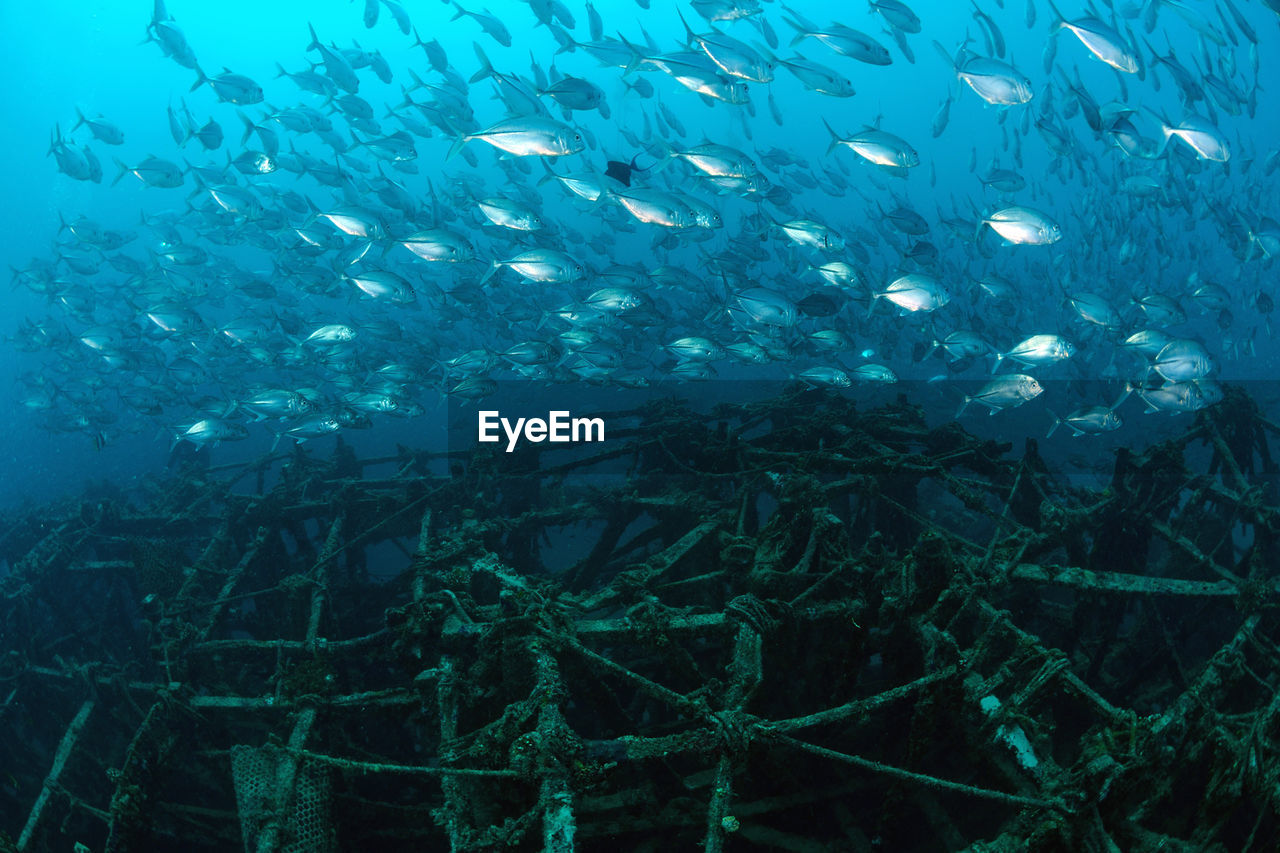 Fish swimming over shipwreck undersea