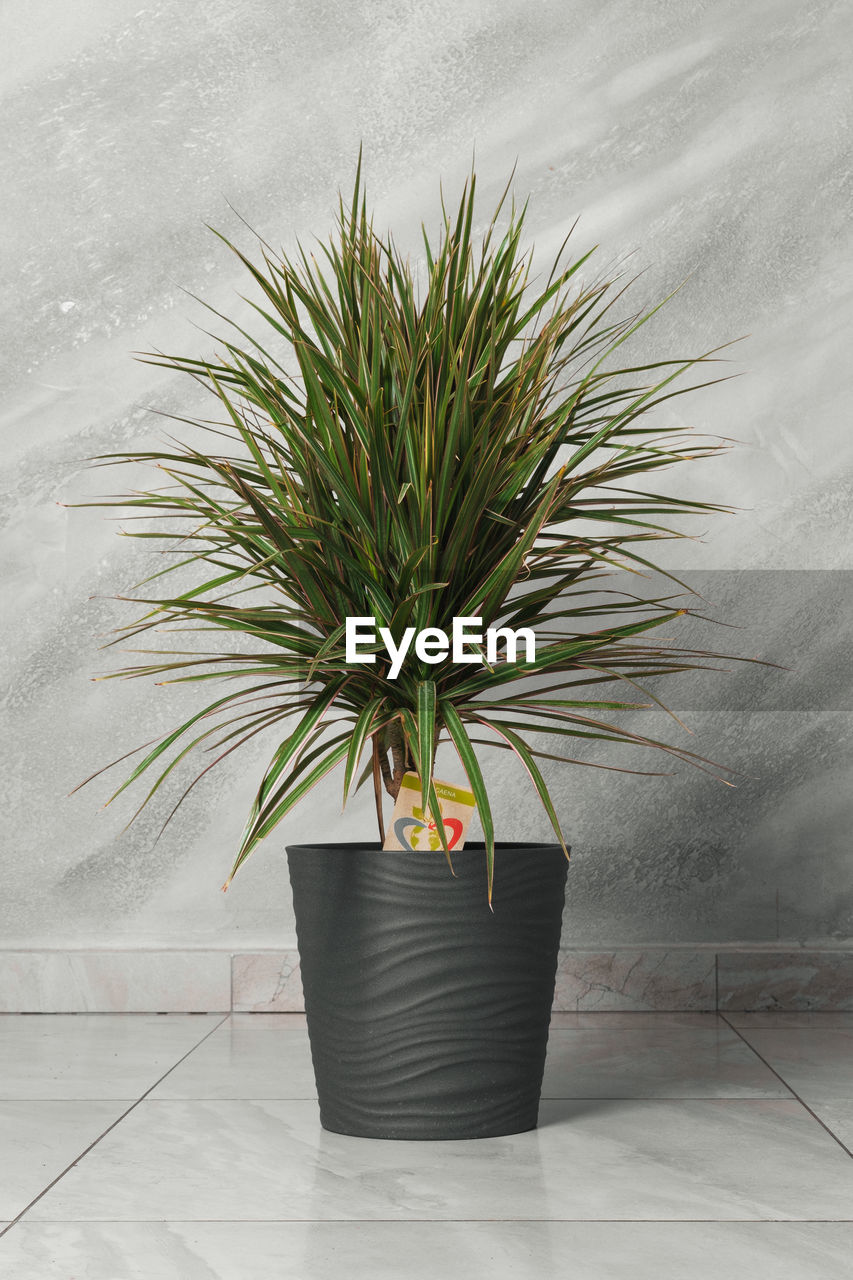 plant, houseplant, flowerpot, growth, potted plant, nature, leaf, no people, indoors, plant part, palm tree, wall - building feature, green, flooring, flower, tree