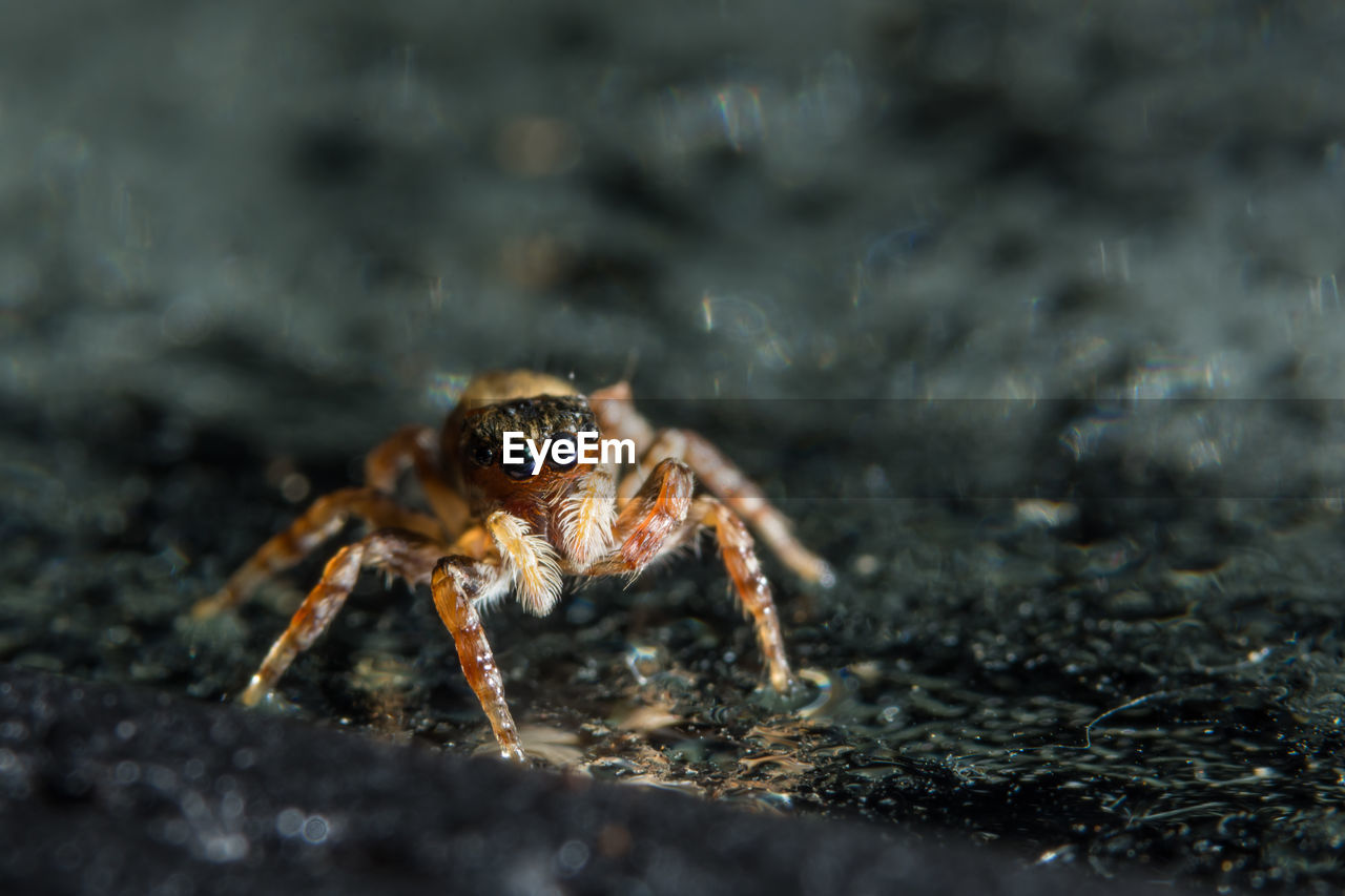 Close-up of spider on wet street