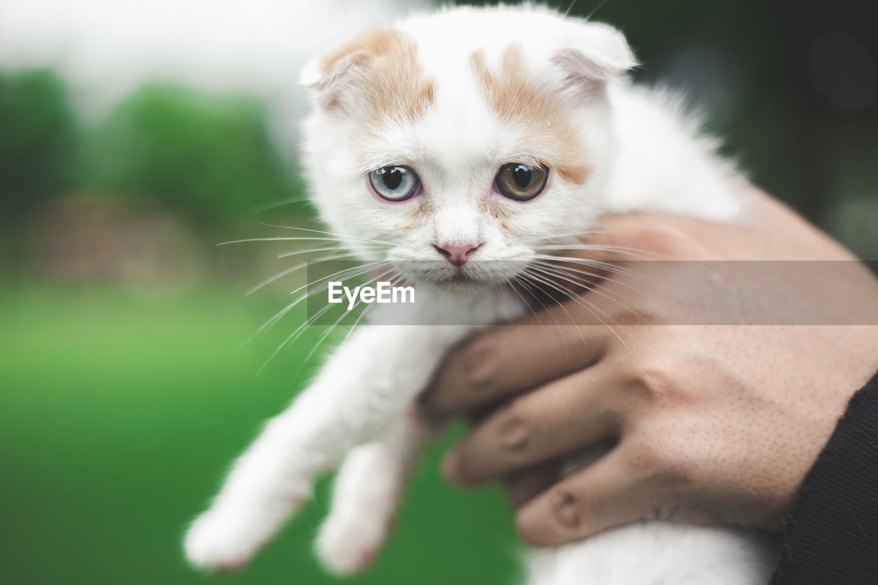 Close-up of kitten on hand