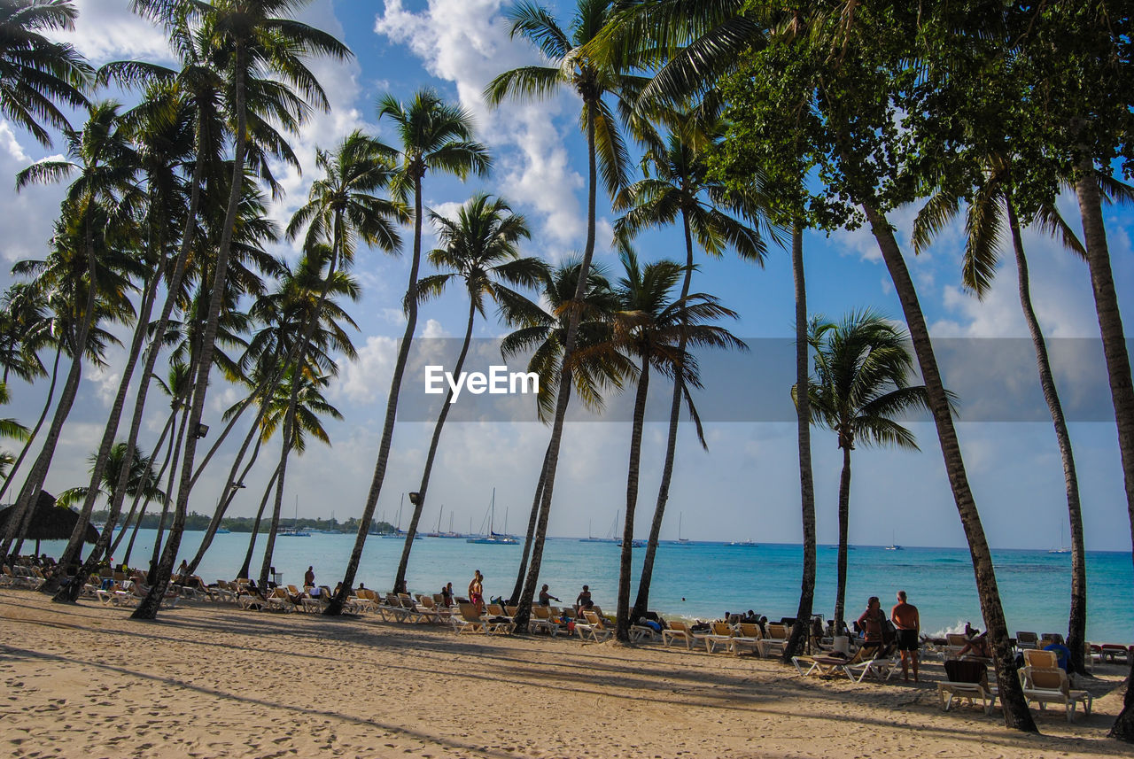 SCENIC VIEW OF PALM TREES AT BEACH