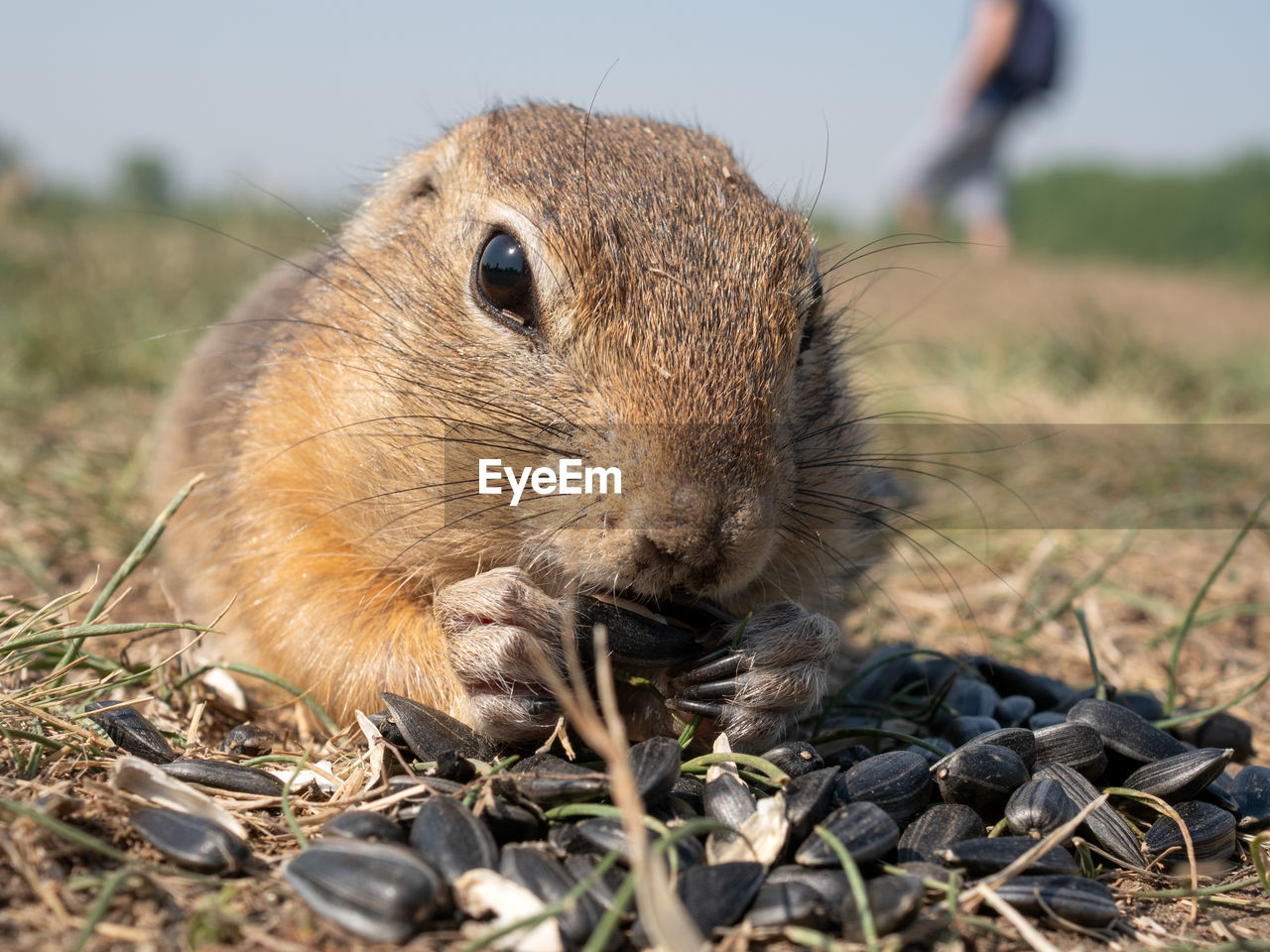 animal, animal themes, mammal, animal wildlife, one animal, wildlife, rodent, whiskers, nature, grass, eating, squirrel, plant, close-up, pet, day, outdoors, portrait, cute, land, food, no people, full length