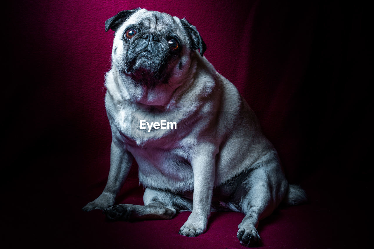 PORTRAIT OF A DOG WEARING RED BACKGROUND