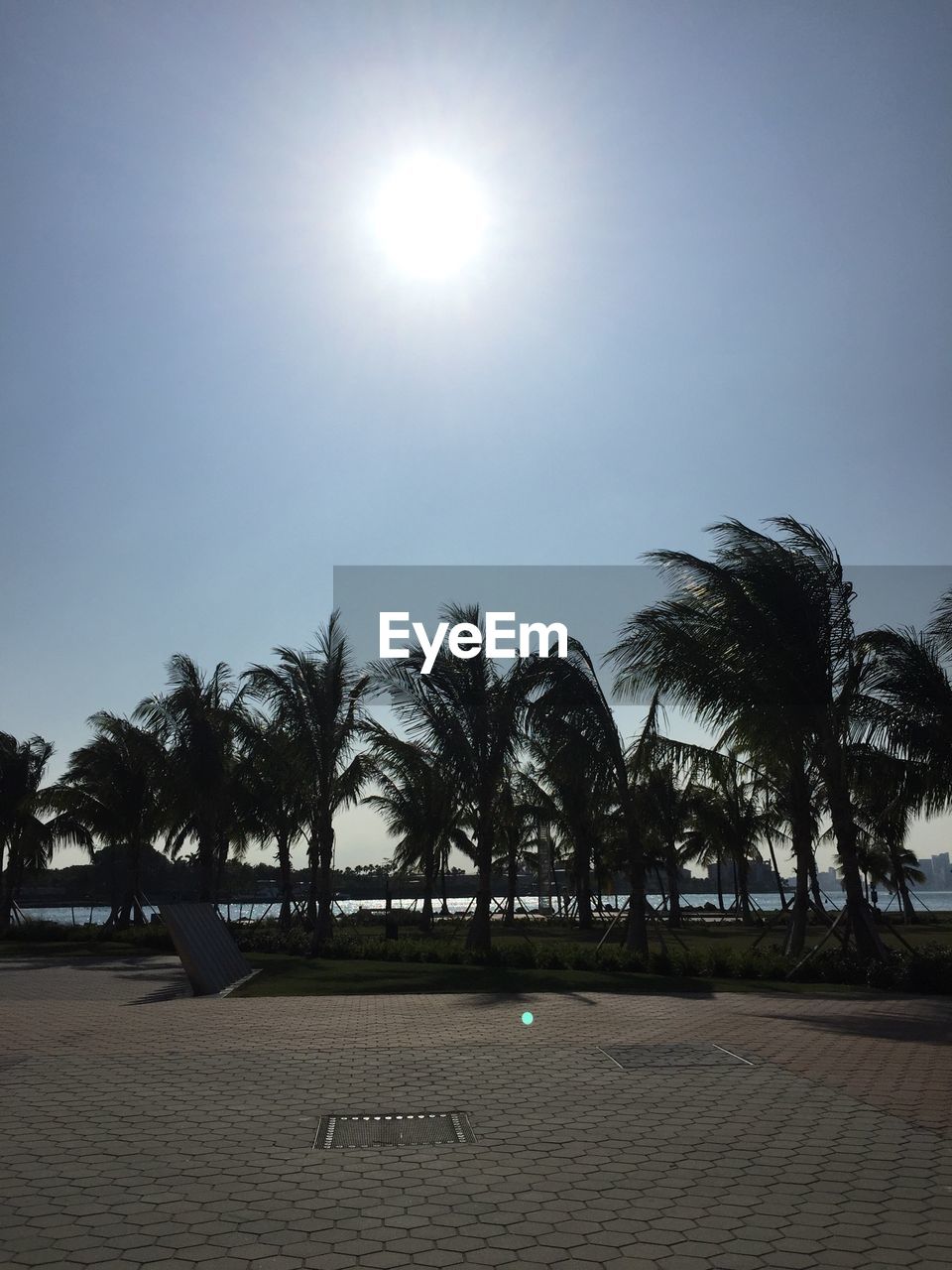 View of palm trees in park