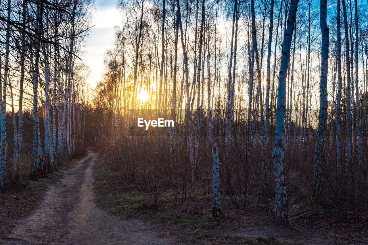 ROAD AMIDST BARE TREES DURING WINTER