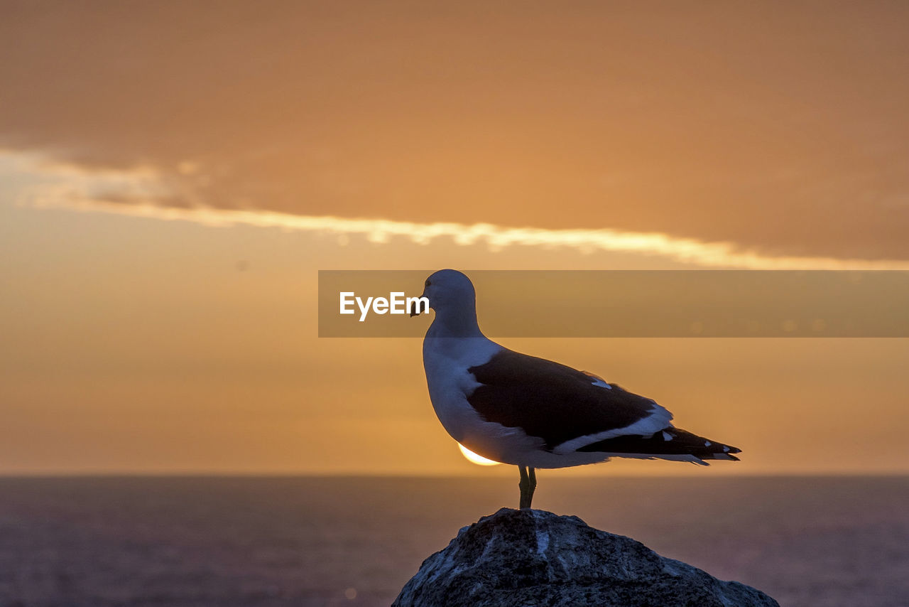 animal themes, bird, animal, animal wildlife, wildlife, sunset, sea, one animal, sky, seabird, nature, water, gull, perching, reflection, beauty in nature, cloud, rock, blue, no people, ocean, side view, full length, outdoors, beach, beak, tranquility, horizon, focus on foreground, silhouette, dusk, seagull, wave