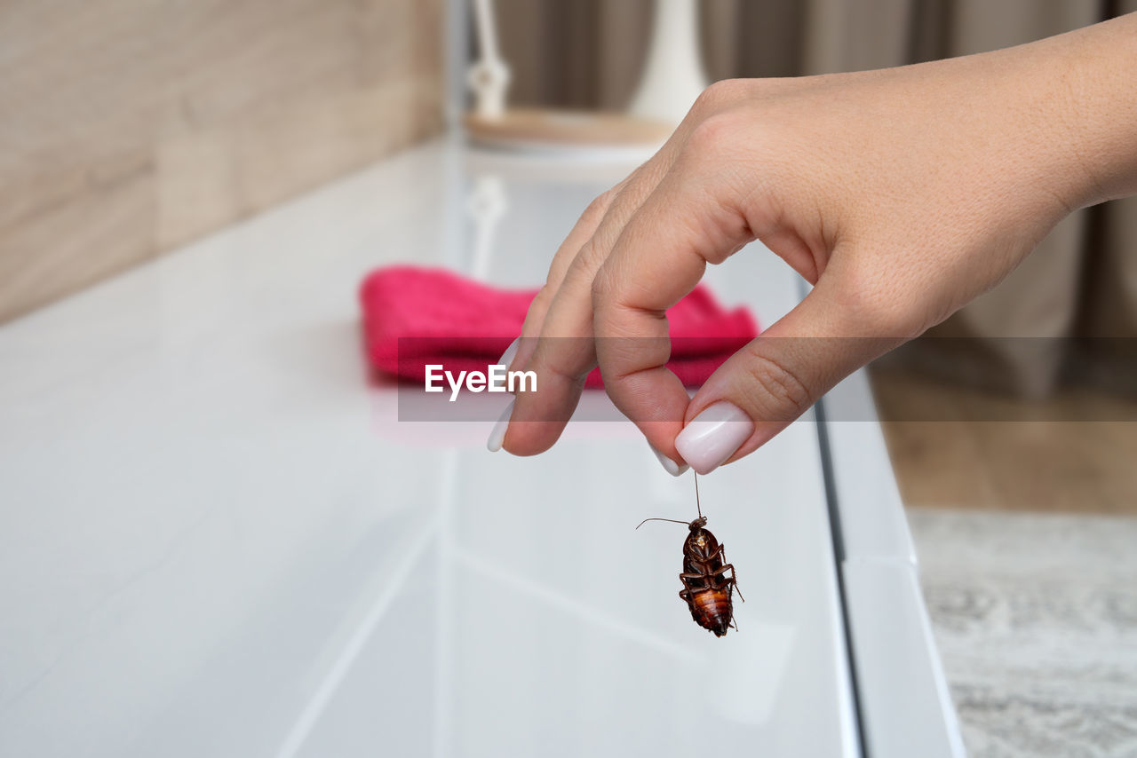 hand, finger, one person, indoors, close-up, adult, holding, nail, focus on foreground, home interior, women, domestic life, butterfly, manicure, pink, day, domestic room, lifestyles