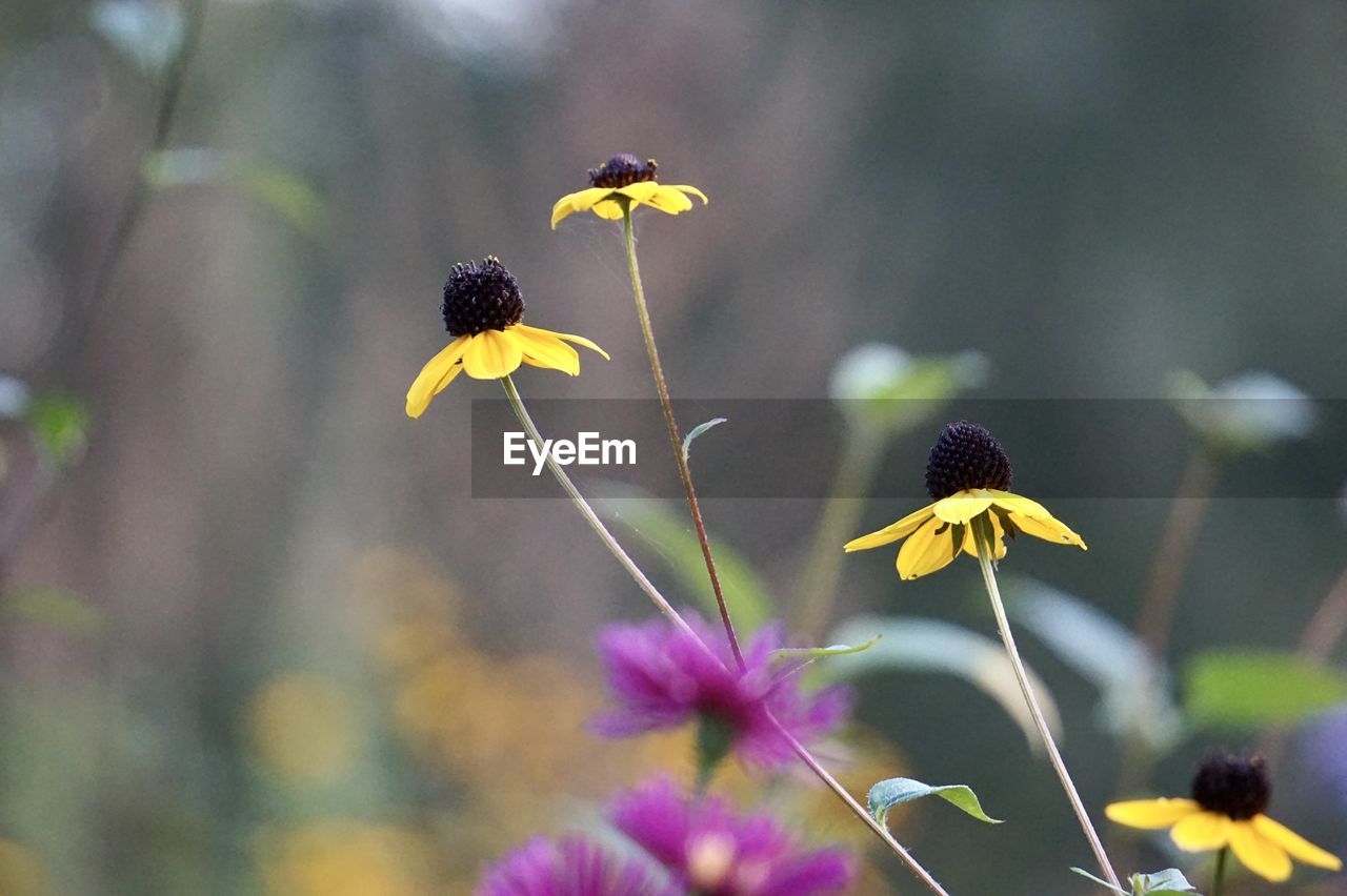 flower, flowering plant, plant, beauty in nature, freshness, nature, fragility, animal wildlife, yellow, animal, animal themes, flower head, macro photography, close-up, growth, petal, wildflower, focus on foreground, no people, insect, wildlife, outdoors, inflorescence, meadow, selective focus, purple, springtime, environment, botany, one animal, multi colored, blossom, summer, day