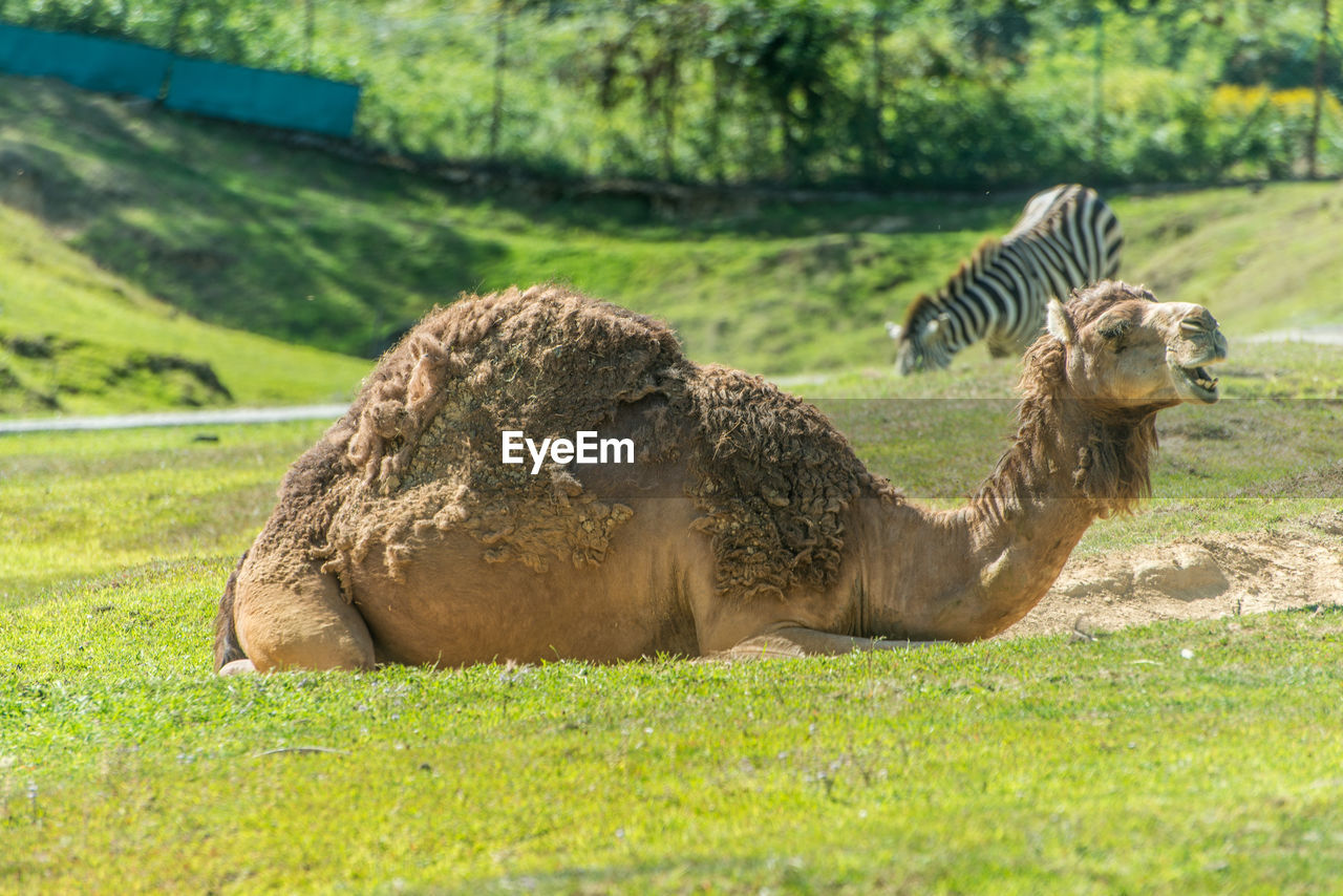 Side view of camel relaxing on grassy field at national park