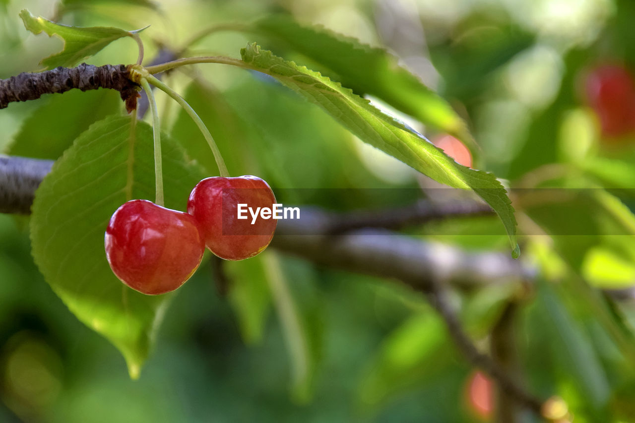 CLOSE-UP OF STRAWBERRY ON TREE