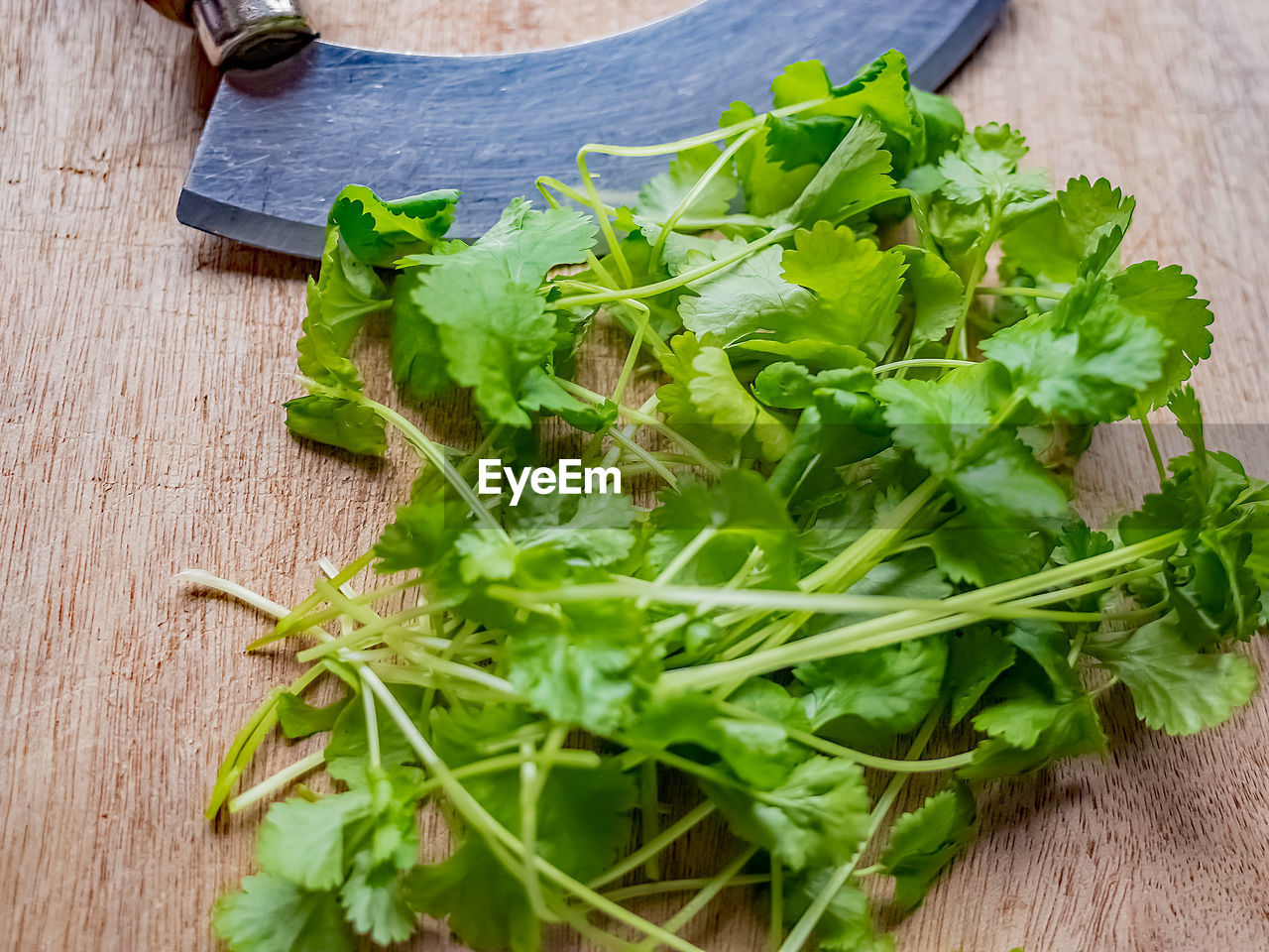 HIGH ANGLE VIEW OF LEAVES IN GREEN TABLE