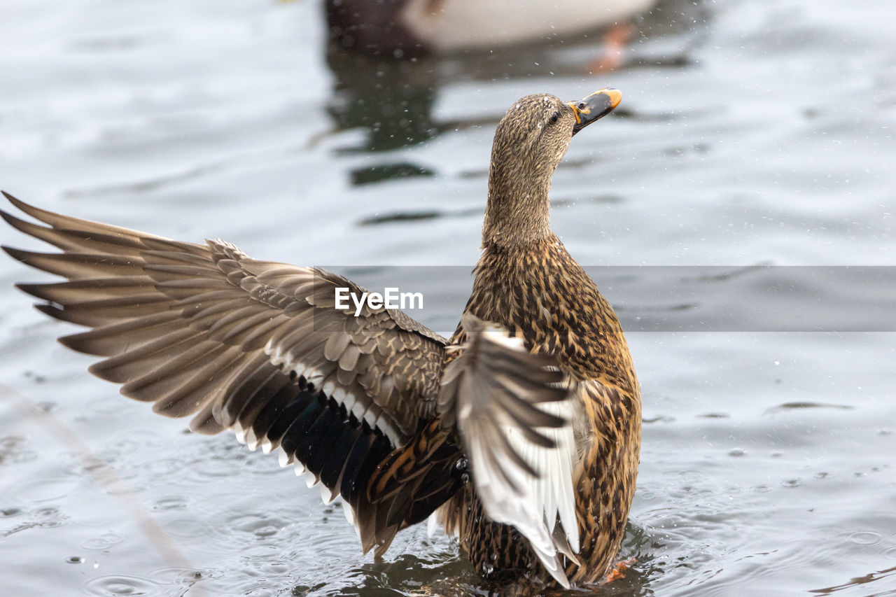 close-up of duck in lake