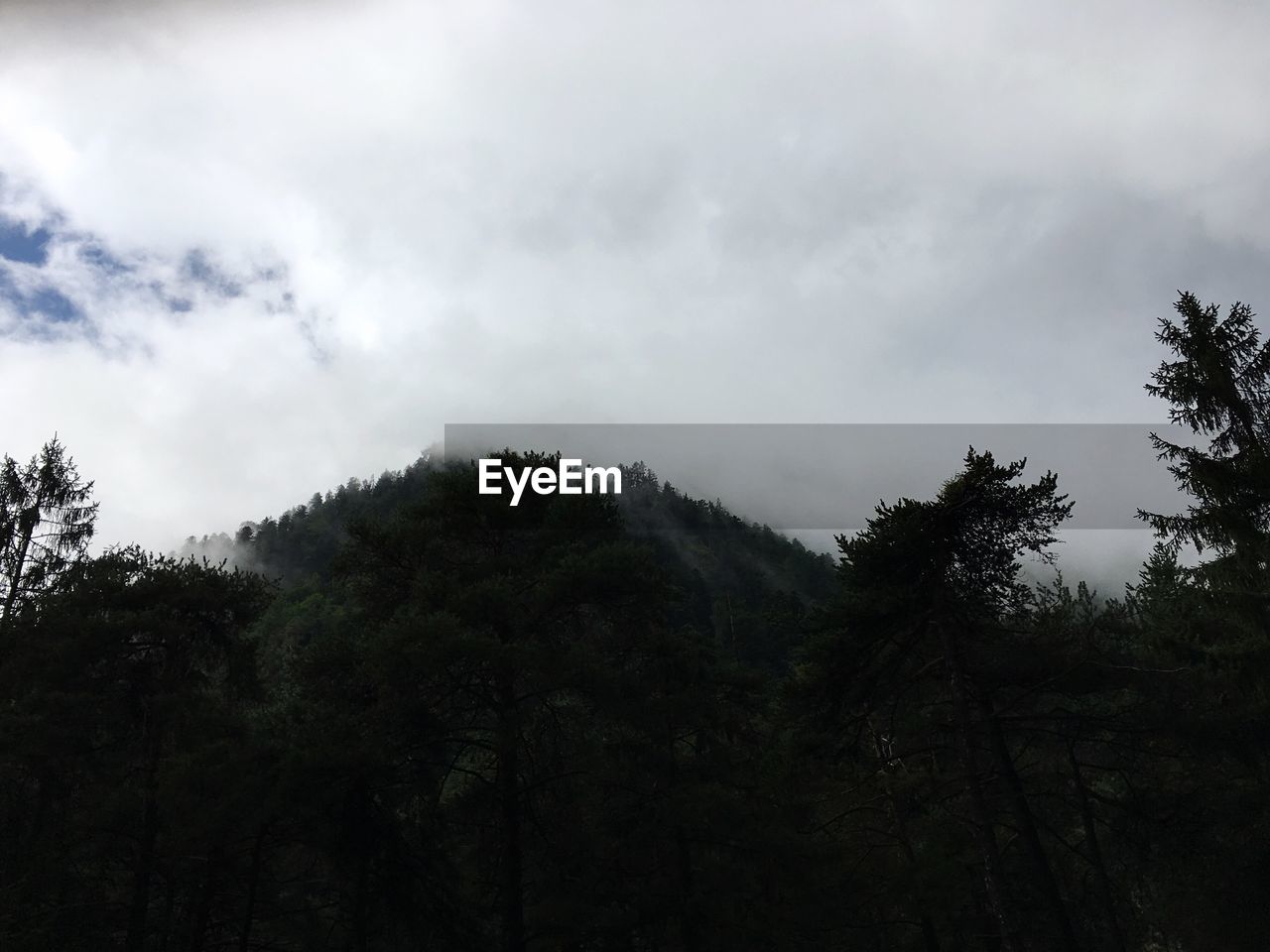 LOW ANGLE VIEW OF TREES IN FOREST