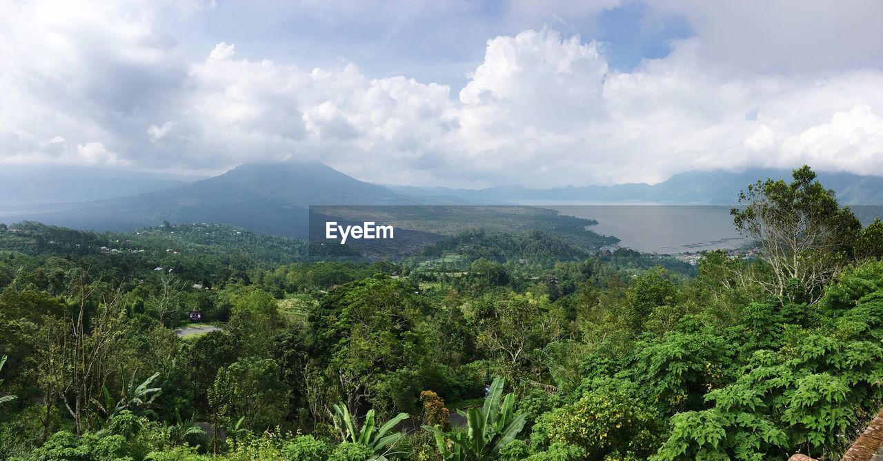 Scenic view of forest against sky