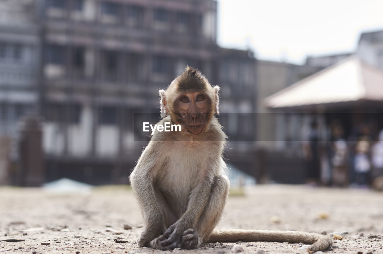 Full length of young monkey sitting on ground