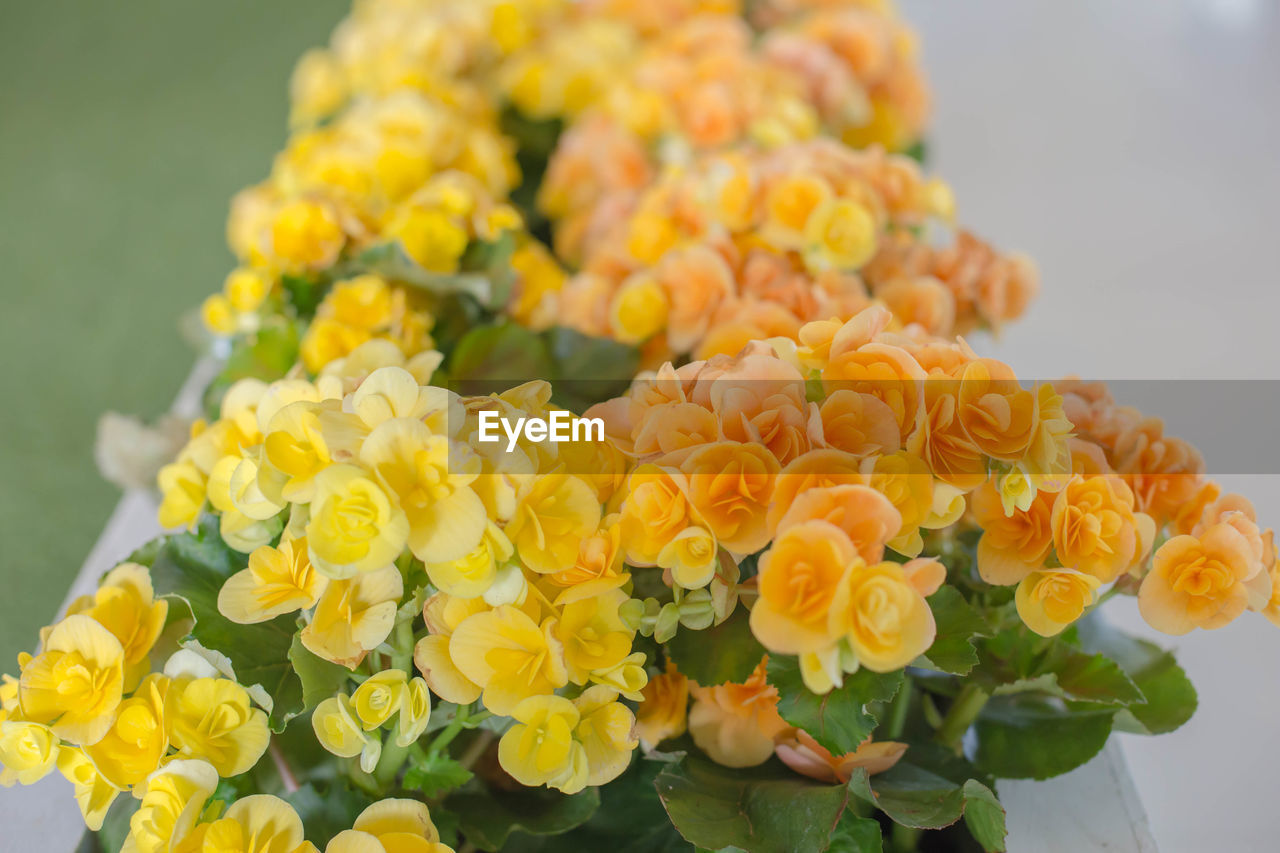 Close-up of yellow flowering plant