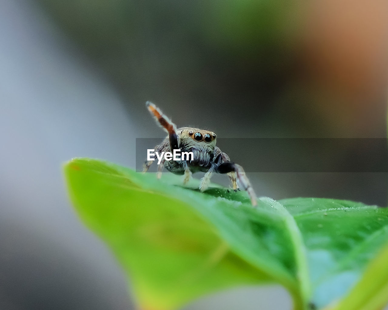 Close-up of spider on leaf