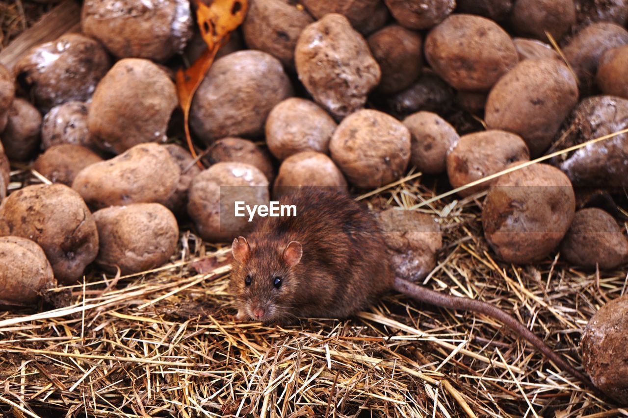 High angle view of rat on dung heap