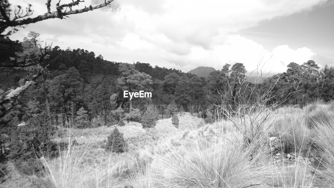 PANORAMIC SHOT OF TREES ON FIELD AGAINST SKY