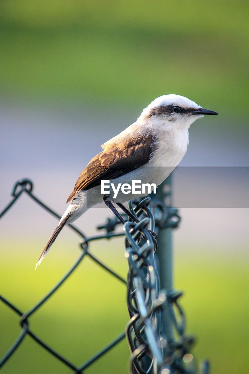 CLOSE-UP OF BIRD PERCHING ON METAL OUTDOORS