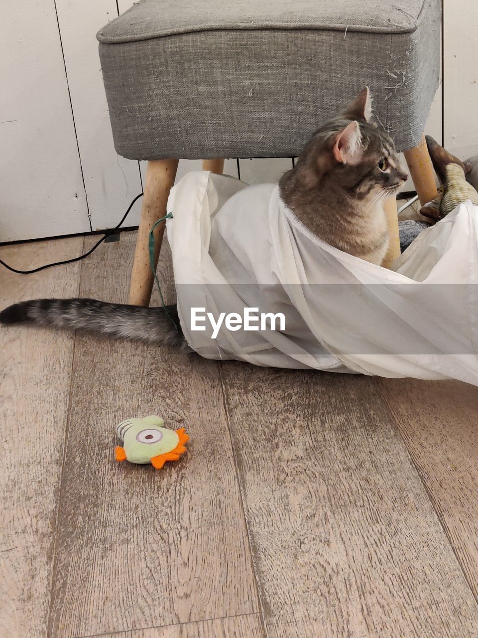 HIGH ANGLE VIEW OF CAT SITTING IN A TOY