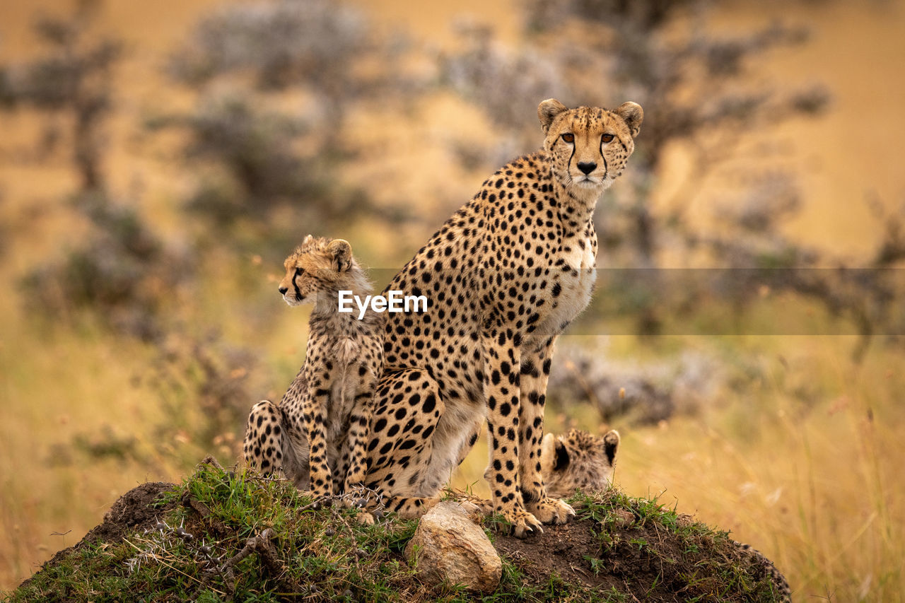 Cheetahs sitting on rock in forest