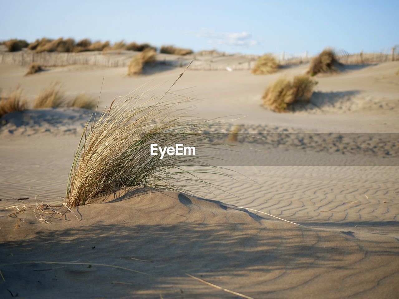 SAND DUNE IN DESERT