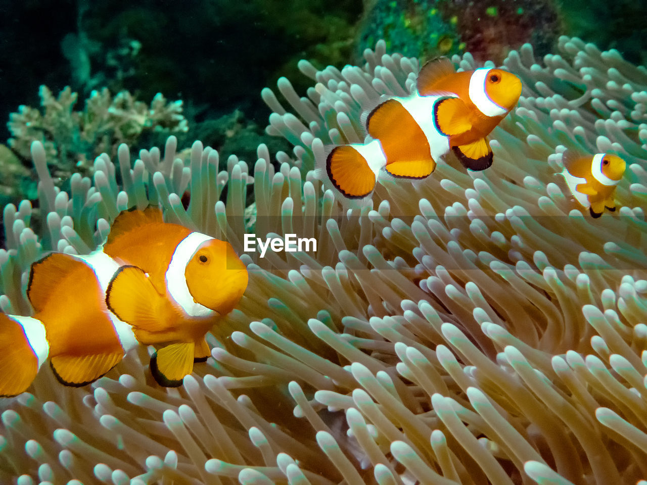 The common or false clownfish  in an anemone in el nido, palawan