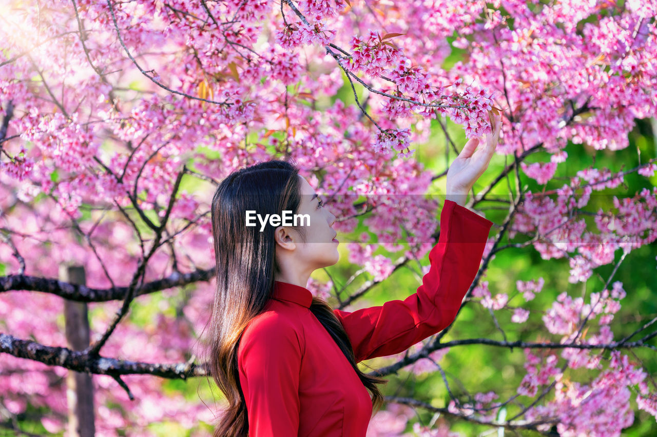 Woman looking at cherry blossom